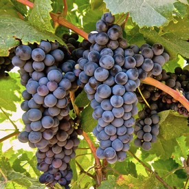 Close-up of ripe dark purple winegrapes hanging on the vine in Lodi, California.