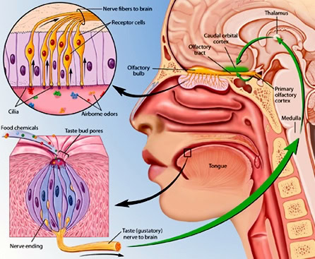 Diagram showing how taste and smell signals travel from the tongue and nose to the brain.