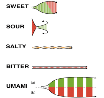 Diagram showing sugar and acidity levels in Lodi winegrapes with sweet, sour, salty, bitter, and umami tastes.