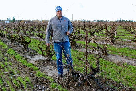 Man walking through a vineyard in Lodi, California, during the grape growing season.
