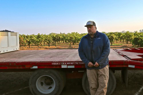 Man standing near a flatbed truck in a vineyard during daytime, showcasing Lodi winegrape production.