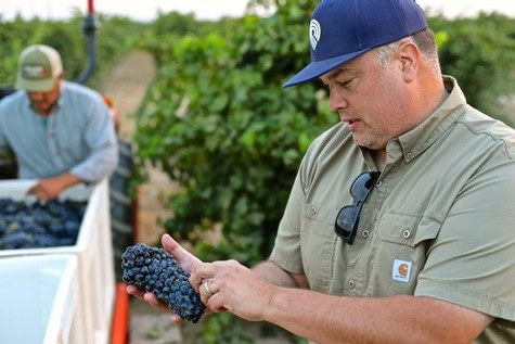 Man inspecting ripe wine grapes in Lodi vineyard during harvest season.