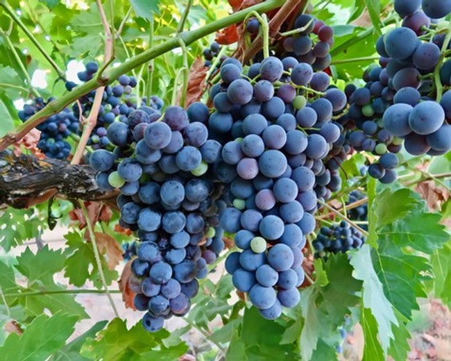 Close-up of ripe dark purple winegrapes hanging on the vine in Lodi, California.