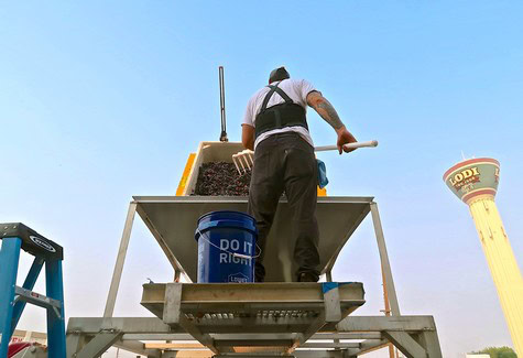 Worker harvesting winegrapes in Lodi, California, with a water tower in the background.