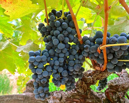 Close-up of ripe dark purple winegrapes hanging on the vine in Lodi, California.