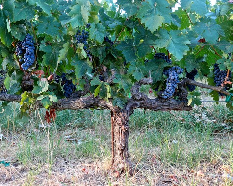 Grapevine with ripe dark purple grapes in a Lodi vineyard, lush green leaves, and a sturdy trunk.