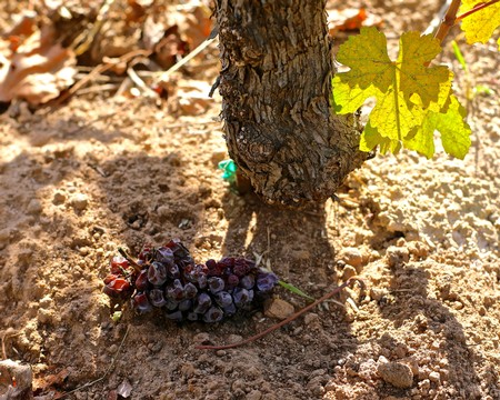 Close-up of a young winegrape vine with grapes on the ground in Lodi, California.