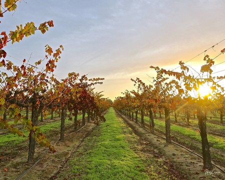 Vineyard rows in Lodi with grapevines and sunset sky, showcasing premium wine grapes.
