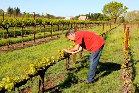 Man inspecting grapevines in a lush vineyard during daytime in Lodi, California.
