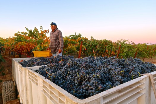 Vineyard worker inspecting ripe grapes in a Lodi vineyard at sunset.