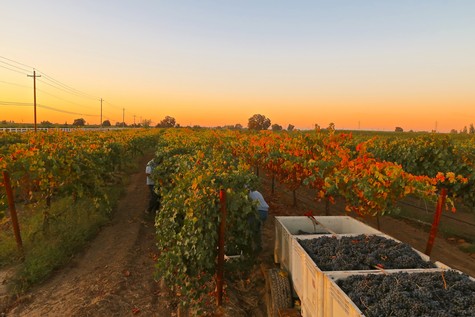 Vineyard in Lodi with grape harvest in progress at sunset, showcasing lush grapevines and a harvesting truck.