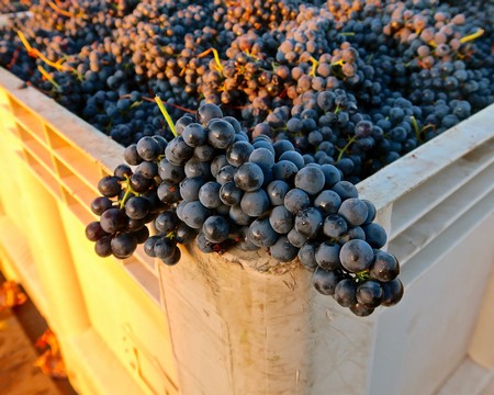 Close-up of ripe dark purple wine grapes in a vineyard harvest bin.
