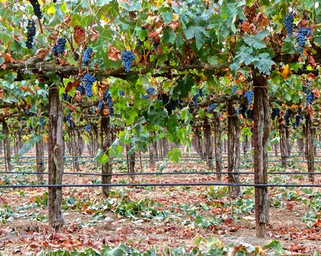 Lodi winegrape vineyard with ripe grapes and lush green leaves in California.