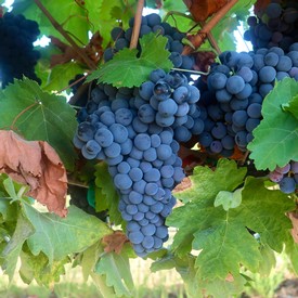 Close-up of ripe dark purple wine grapes on the vine in Lodi, California, ready for harvest.
