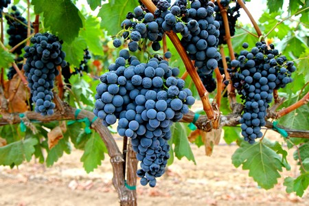 Close-up of ripe dark purple winegrapes hanging on the vine in Lodi, California.