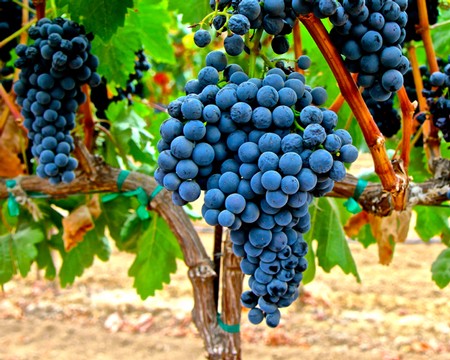 Close-up of ripe dark purple winegrapes hanging on vine in Lodi vineyard.