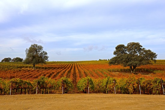 Vast vineyard in Lodi with rows of grapevines and scattered trees under a partly cloudy sky.