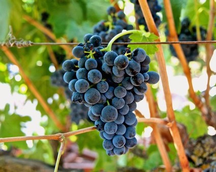 Close-up of ripe dark purple winegrapes hanging on the vine in Lodi, California.