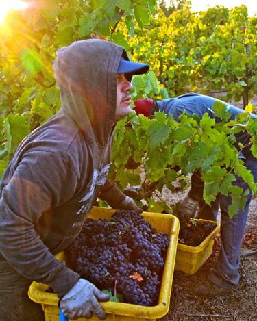 Worker harvesting ripe grapes in Lodi vineyard during sunny day for wine production.