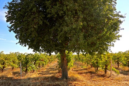 Lodi winegrape vineyard with a large central tree and surrounding grapevines under a clear sky.