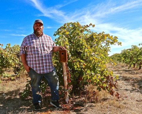 Man standing in vineyard with grapevines under a blue sky, representing Lodi wine industry.