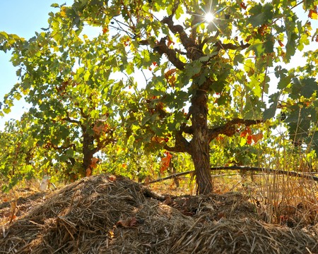 Vineyard with lush grapevines under bright sunlight in Lodi, California, showcasing healthy grape growth for wine production.