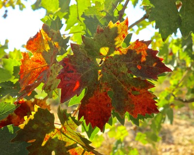 Close-up of colorful grapevine leaves in autumn, showcasing red, orange, and green hues in Lodi wine region.