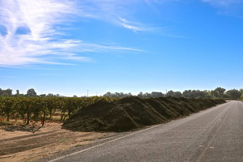 Vineyard rows in Lodi with a clear blue sky and a dirt road in the foreground.