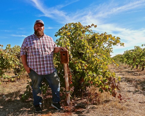 Man standing in vineyard with grapevines under a blue sky, showcasing Lodi winegrape cultivation.