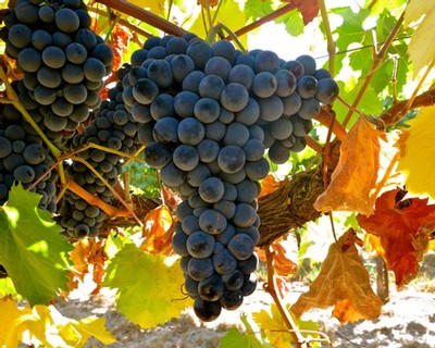 Close-up of ripe dark purple wine grapes hanging on the vine in Lodi, California.