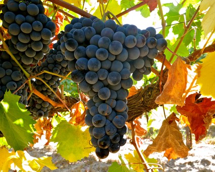 Close-up of ripe dark purple winegrapes hanging on the vine in Lodi, California.