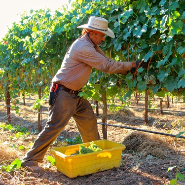 Vineyard worker harvesting grapes in Lodi wine region, California, during daytime.