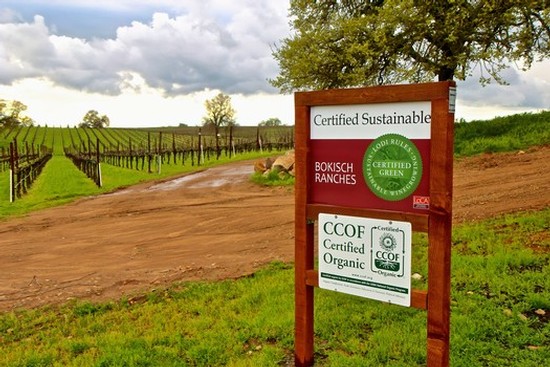 Vineyard with sustainable certification signs including BOKISCH RANCHES and CCOF Certified Organic in Lodi, California.