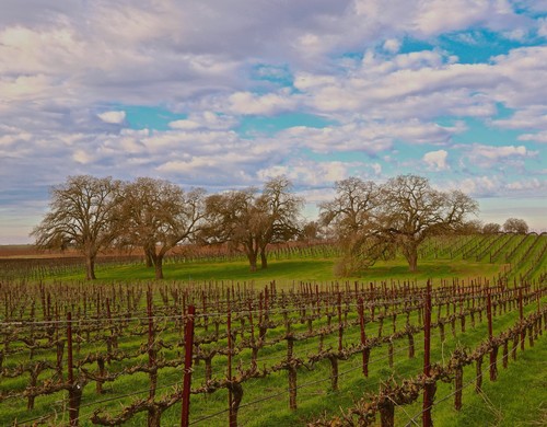 Vineyard in Lodi with rows of grapevines, trees, and a partly cloudy sky.
