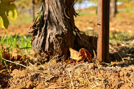 Close-up of grapevine trunk and soil in a Lodi winegrape vineyard, showcasing healthy root growth and soil conditions.