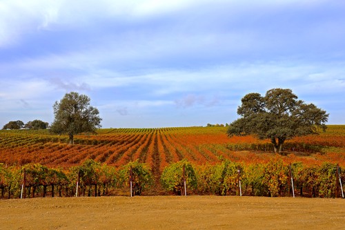 Scenic view of Lodi winegrape vineyard with rows of grapevines and trees under a blue sky.