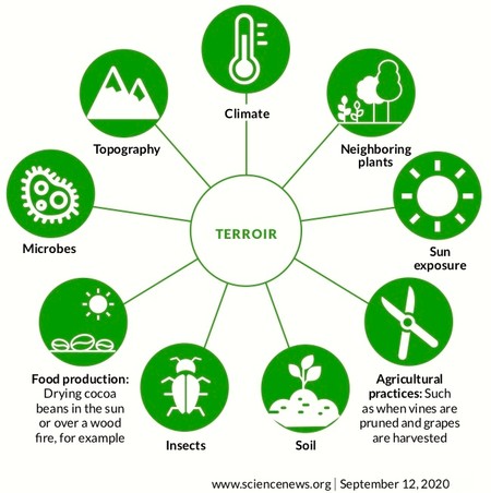 Diagram showing factors affecting terroir including climate, soil, topography, microbes, insects, neighboring plants, sun, &v.