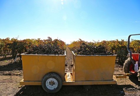 Two large yellow bins filled with harvested winegrapes in a vineyard during daytime.