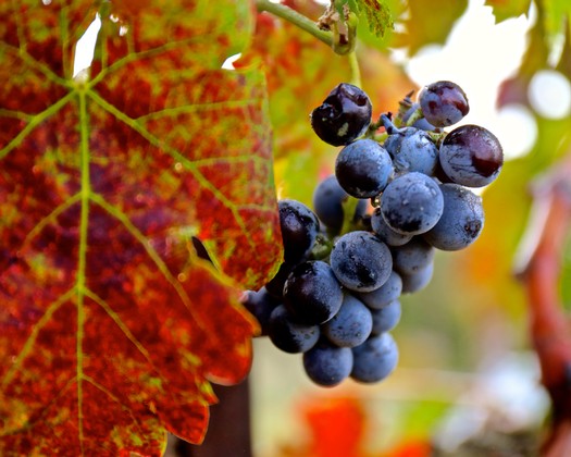 Close-up of ripe dark purple wine grapes on the vine with colorful autumn leaves in the background.