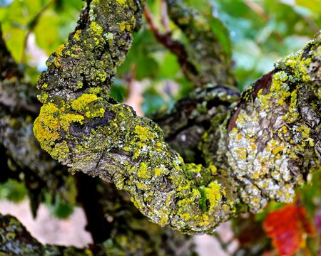 Close-up of a winegrape vine branch covered in yellow-green lichen in Lodi, California.