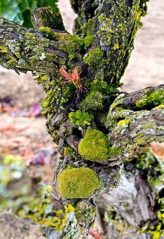 Close-up of a wine grapevine with moss, lichen, and a small red insect on the bark.