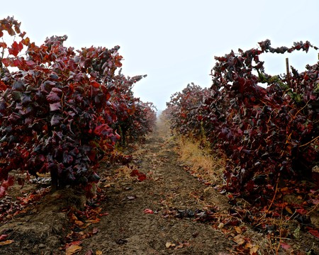Vineyard rows with red and purple grapevines in Lodi, California during fall season.