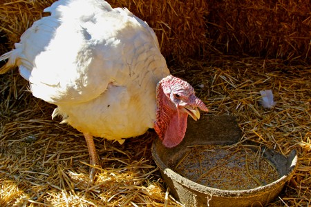 Turkey in a farm setting with a bowl of feed, representing local agriculture in Lodi, California.