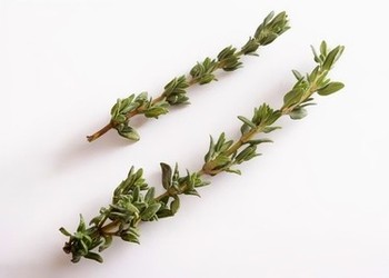 Close-up of fresh thyme herb with green leaves and woody stems on a white background.