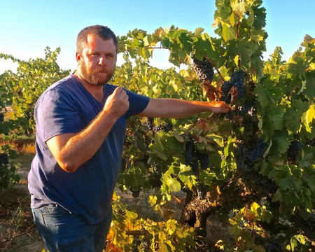 Man inspecting ripe grapes in a Lodi vineyard during harvest season.