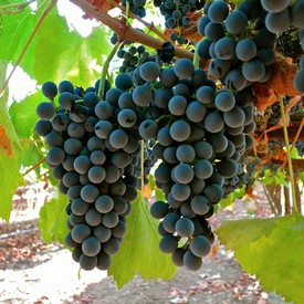 Close-up of ripe dark purple winegrapes hanging on the vine in Lodi, California.