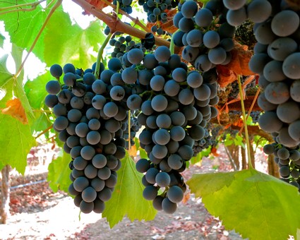 Close-up of ripe dark purple winegrapes hanging on the vine in Lodi, California.