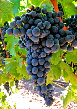 Close-up of ripe dark purple wine grapes hanging on the vine in Lodi, California.