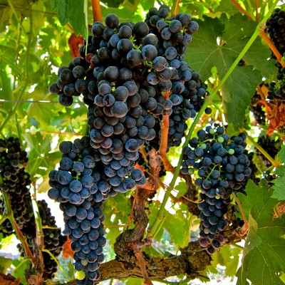 Close-up of ripe dark purple winegrapes hanging on the vine in Lodi, California.