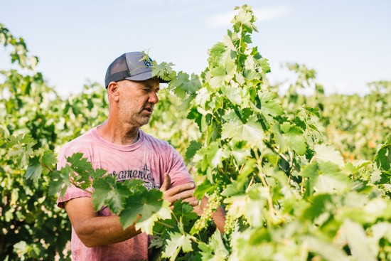 Vineyard worker inspecting grapevines in a lush Lodi winegrape vineyard during daytime.
